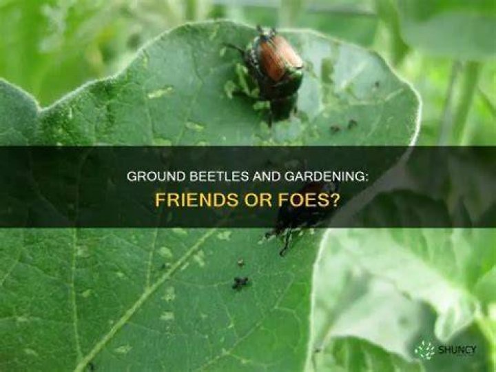 Are ground beetles harmful?