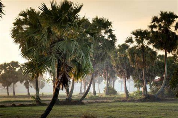 Are palm trees grass?