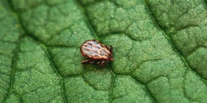 Are ticks found in grass or trees?