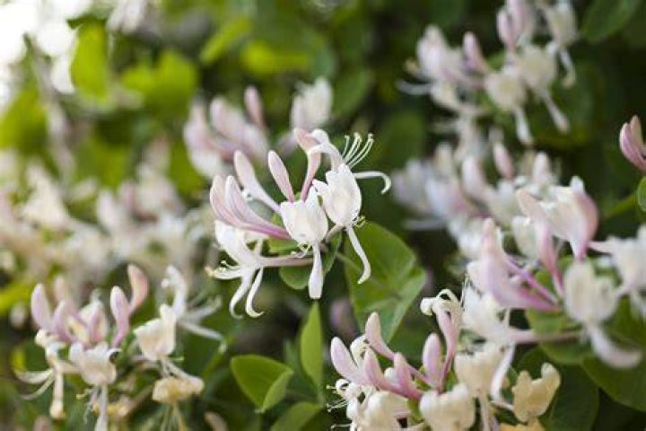 Can honeysuckle be transplanted?