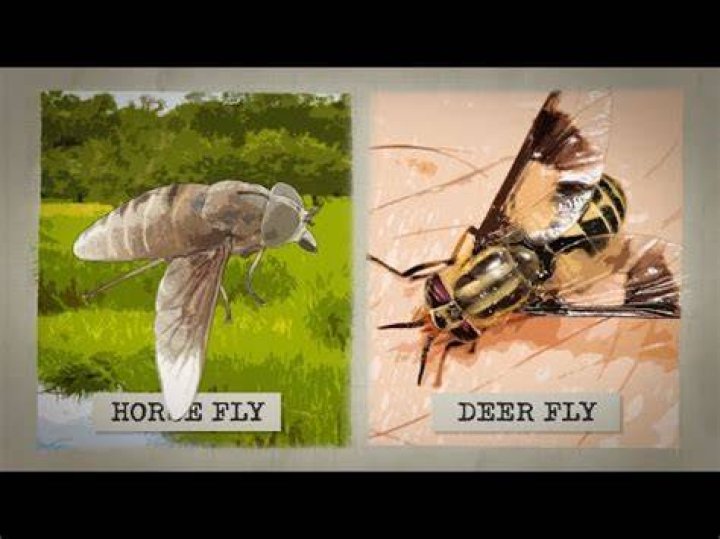 Do robber flies attack humans?