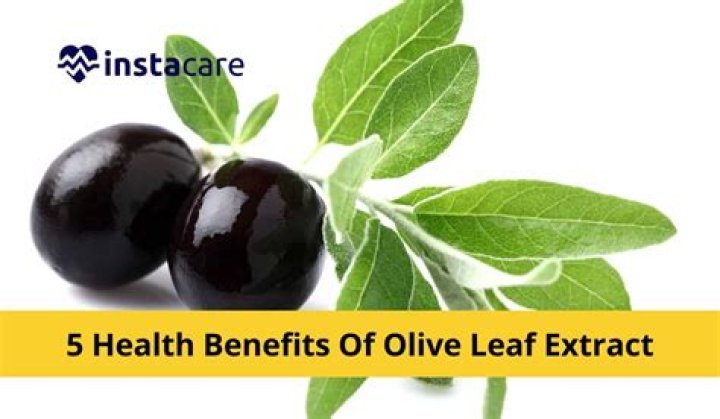 Does olive leaf extract help kidneys?