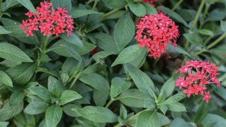 How do you prune Pentas plants?