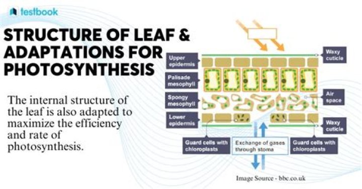 How is a leaf structurally adapted for its function?