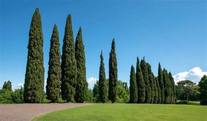 How long can cypress trees live?