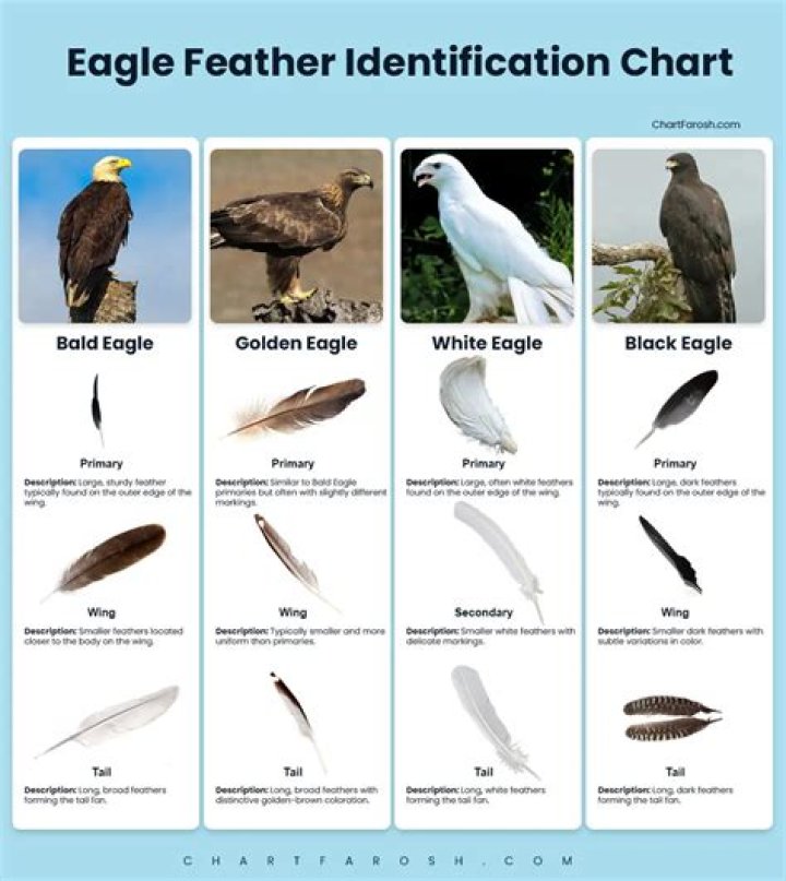 How many feathers do a bald eagle have?