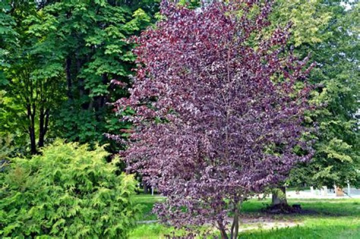 Is a plum a big cherry?
