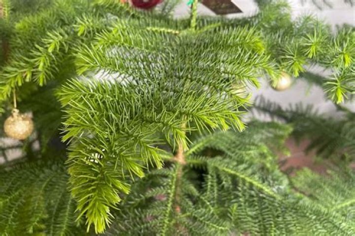 Is Pine toxic to rats?