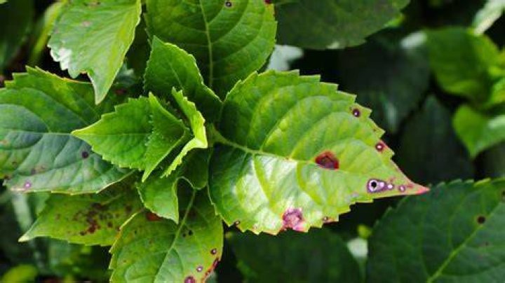 What causes spots on hydrangea leaves?