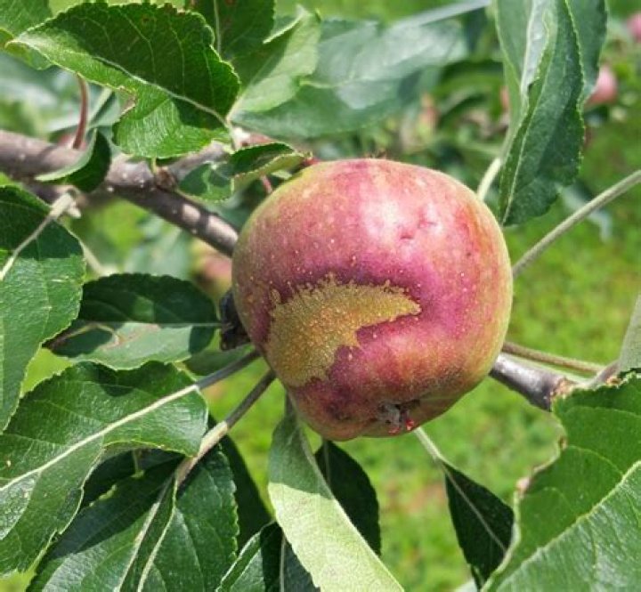 What do brown spots on apples mean?