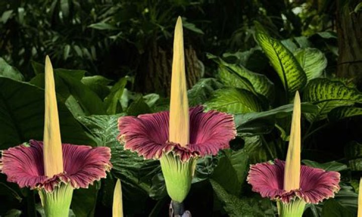 What does compassion flower smell like?