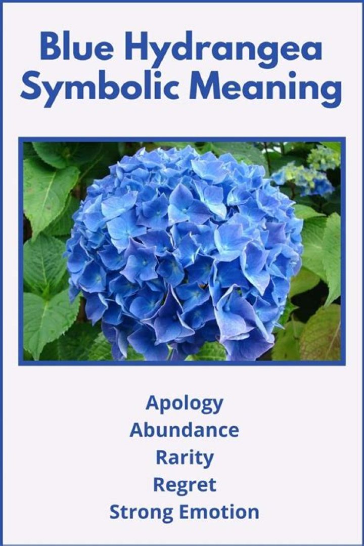 What does the hydrangea flower symbolize?