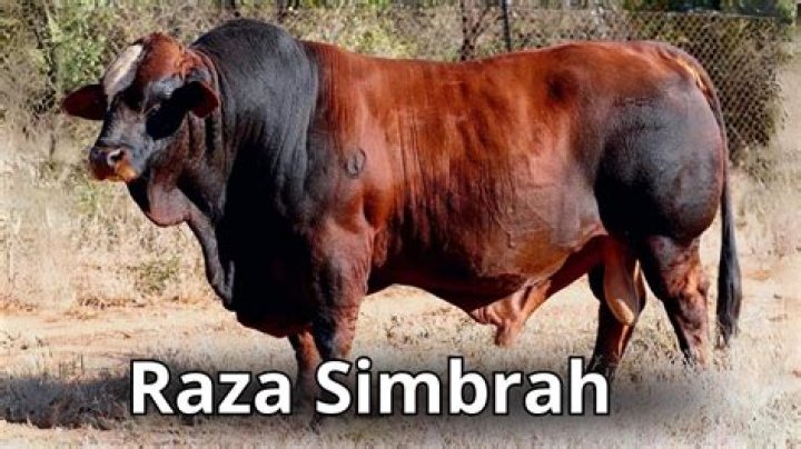 What is a simbrah?