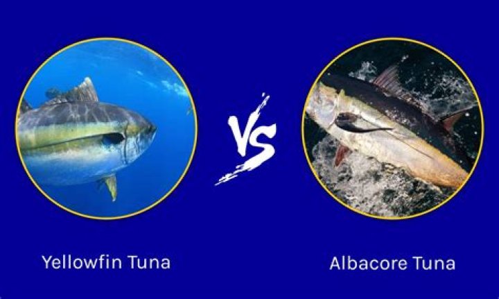 What is the difference between chunk light tuna and solid white albacore?