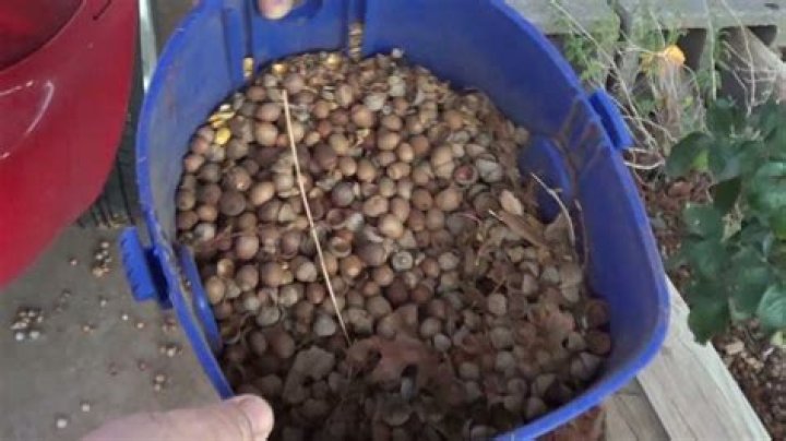 What machine will pick up acorns?