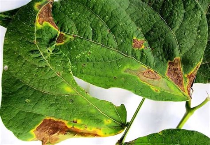 What pests eat runner beans?