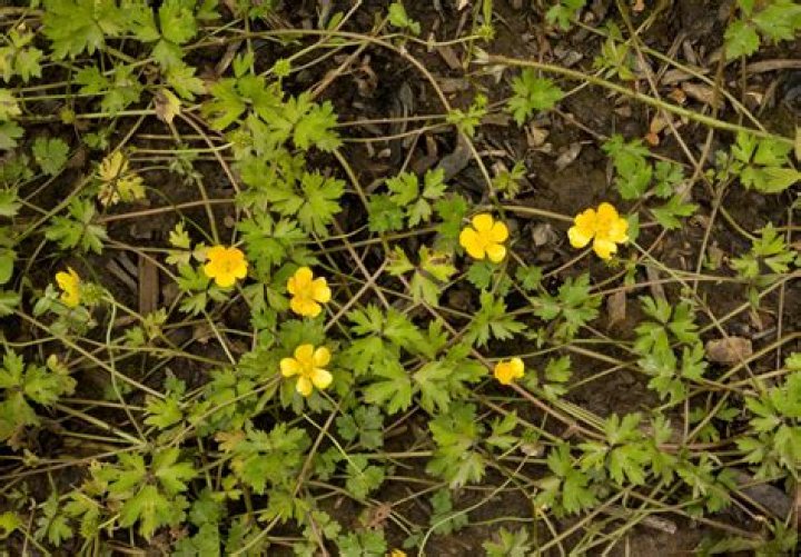 What will kill buttercups?