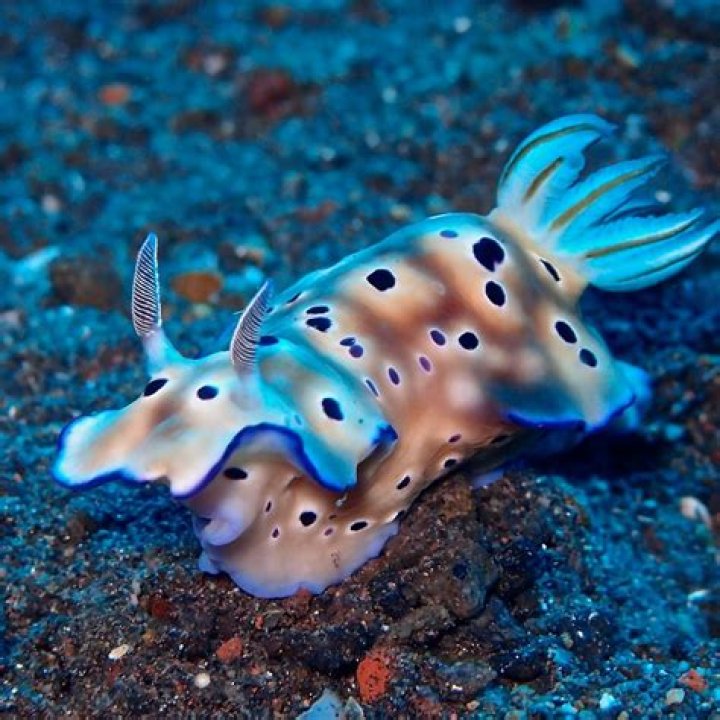 Where does a sea slug live?