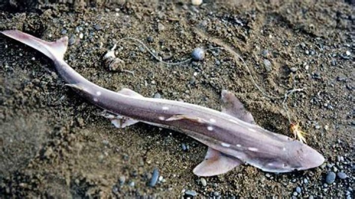 Why are dogfish called dogfish?