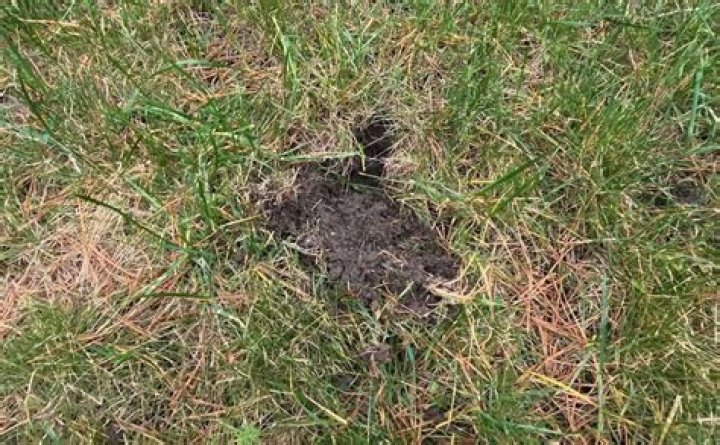 Why do deer dig up grass?