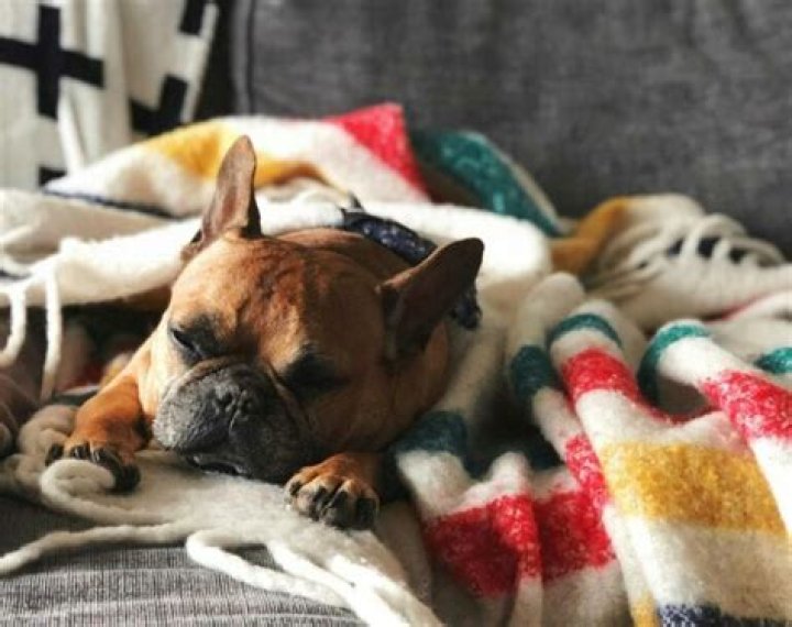 Why do dogs ball up blankets?