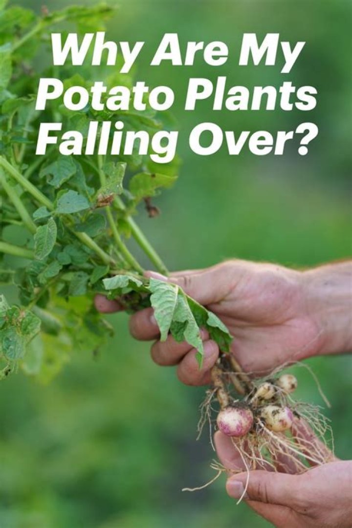 Why do my potato plants fall over?