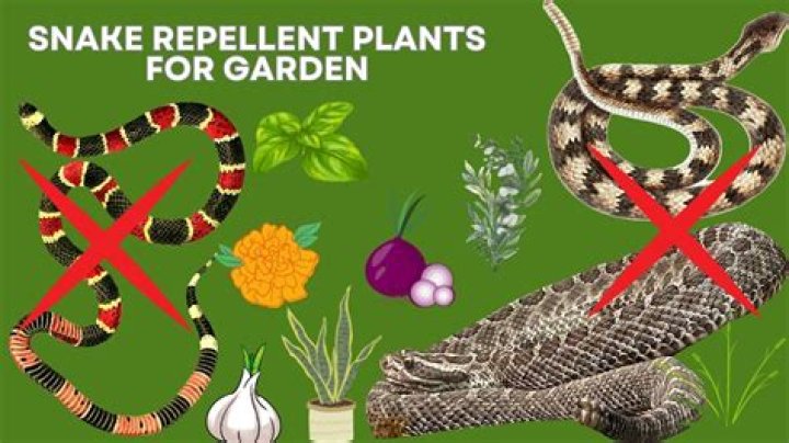 Will black pepper keep snakes away?