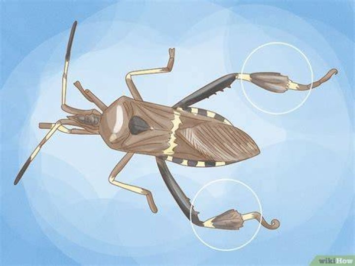 Will Sevin kill leaf footed bugs?